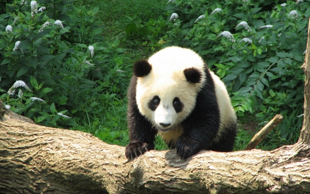 اجمل حيوان بالعالم , دب الباندا اندر انواع الدببة