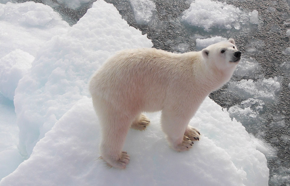 صور الدب القطبي , اجمل صور الدب الابيض على الجليد