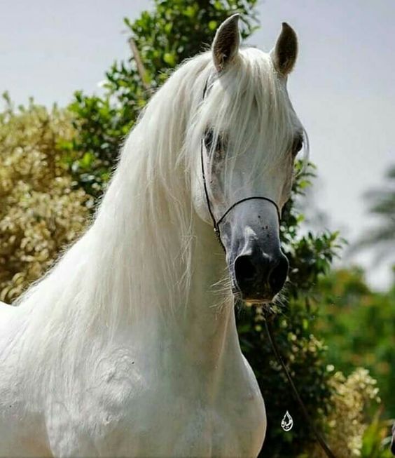 الخيول العربيه الاصيله , صور حصان عربي