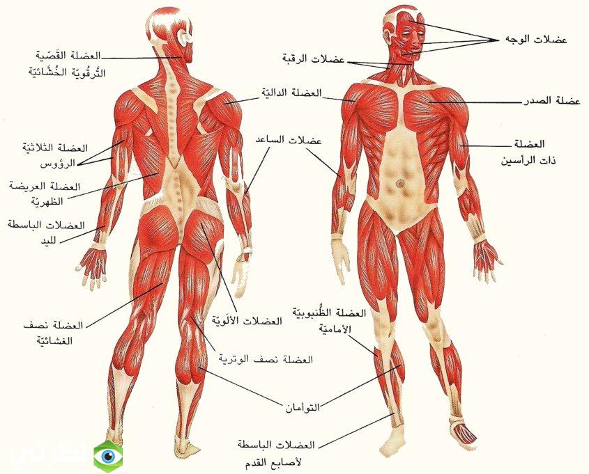 عضو في الجسم لا يتوقف عن النمو , ما هو هذا العضو الموجود فى الجسم