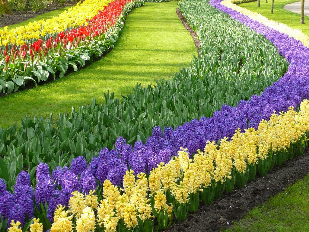 صور حديقة Keukenhof - اجمل المناظر الطبيعية في هولندا 2709 4