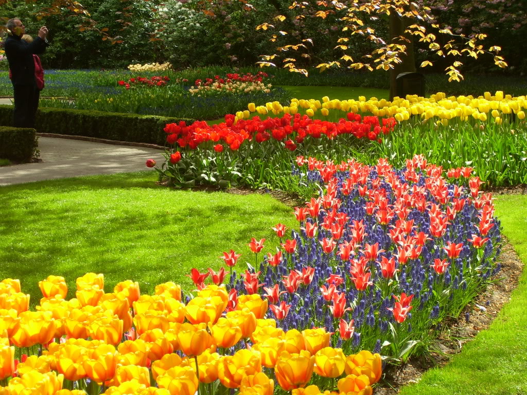 صور حديقة Keukenhof - اجمل المناظر الطبيعية في هولندا 2709 7