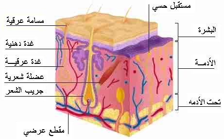 صور جلد الانسان فوائد متنوعة واهمية عظيمة 4453 1