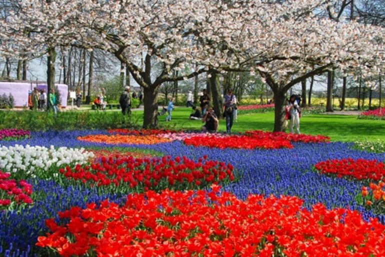 صور حديقة Keukenhof - اجمل المناظر الطبيعية في هولندا 2709 10