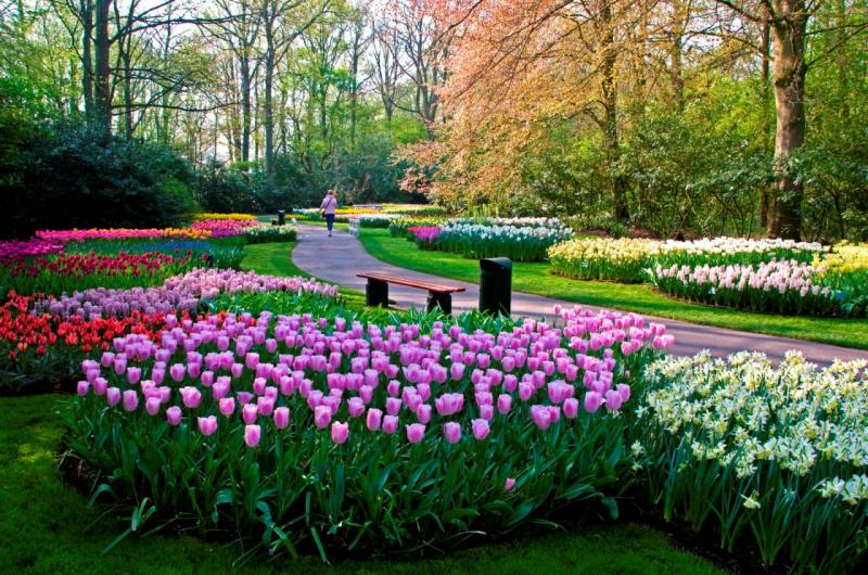 صور حديقة Keukenhof - اجمل المناظر الطبيعية في هولندا 2709 8