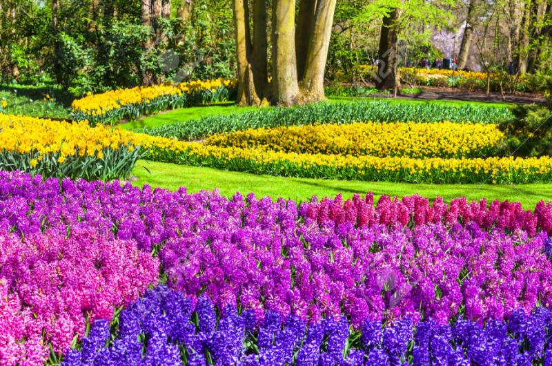 صور حديقة Keukenhof - اجمل المناظر الطبيعية في هولندا 2709 6