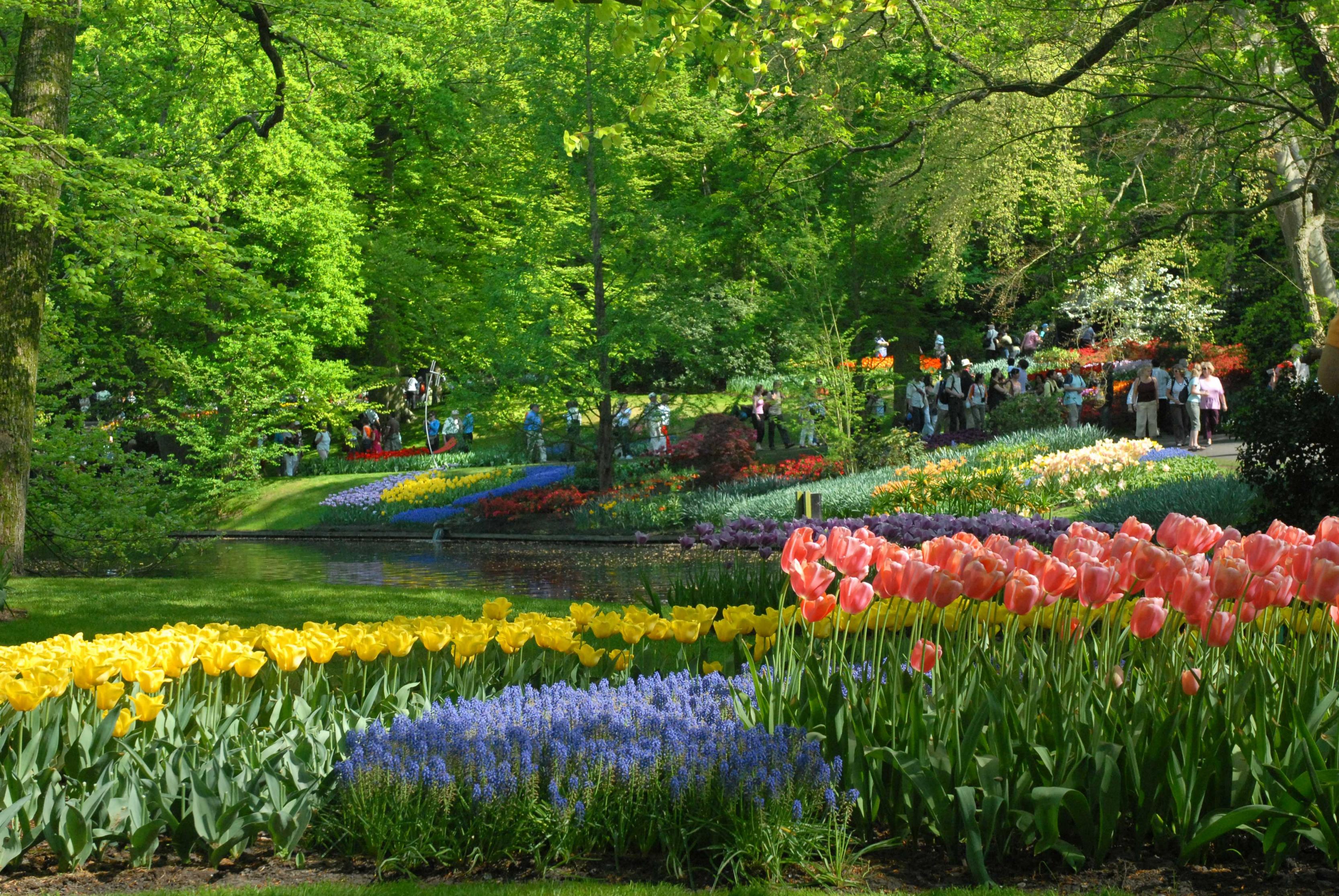 صور حديقة Keukenhof - اجمل المناظر الطبيعية في هولندا 2709 1