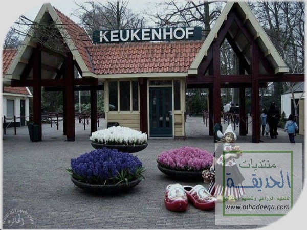 صور حديقة keukenhof , اجمل المناظر الطبيعية في هولندا