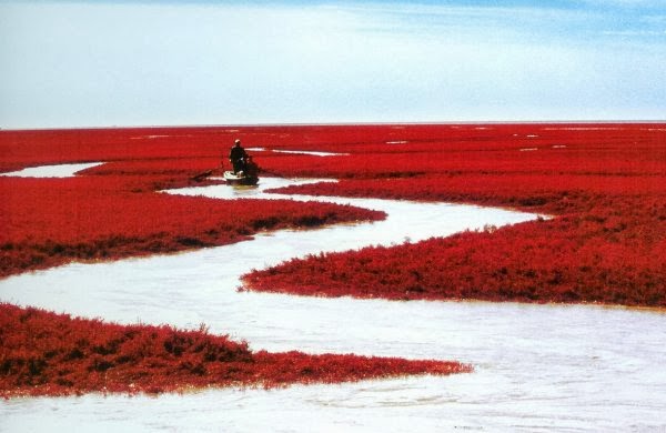 شاطىء بانجين الاحمر بالصين - صور جميلة رائعة اقرب للخيال 2849 9