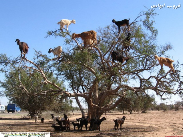 صور شي عجيب , شجرة الاركان في المغرب