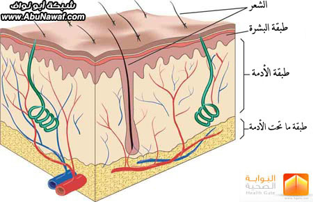 صور جلد الانسان فوائد متنوعة واهمية عظيمة 4453 5