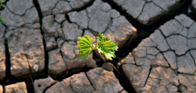 يخرج الحي من الميت - صور توضح عظمة الخالق سبحان الله 2715 1