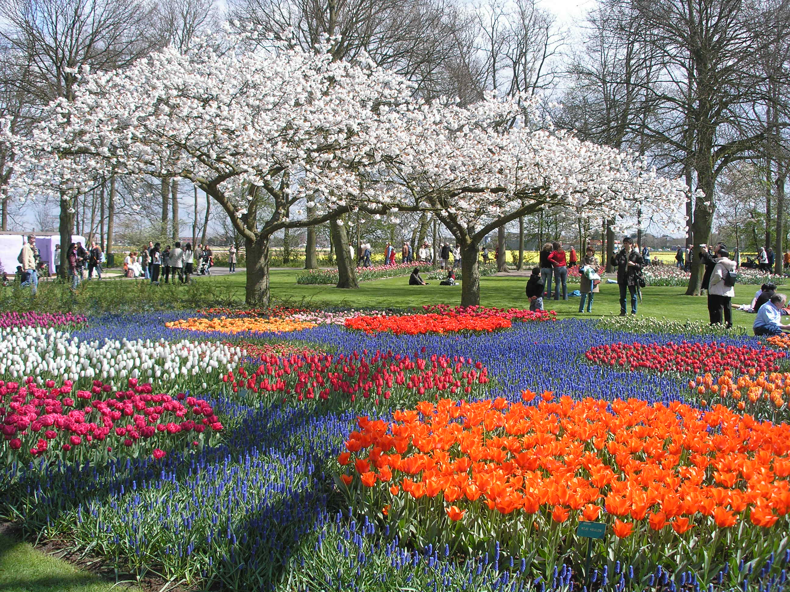 صور حديقة Keukenhof - اجمل المناظر الطبيعية في هولندا 2709 9