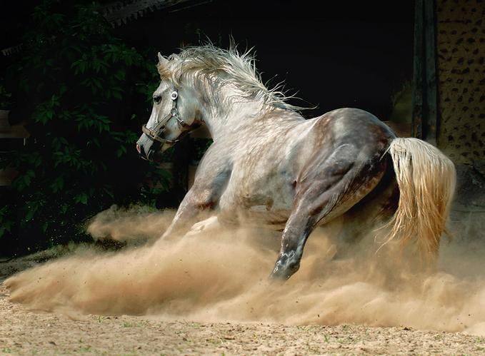 صور خيول عربيه - الاصاله والتميز والتدريب الجيد 10828 10