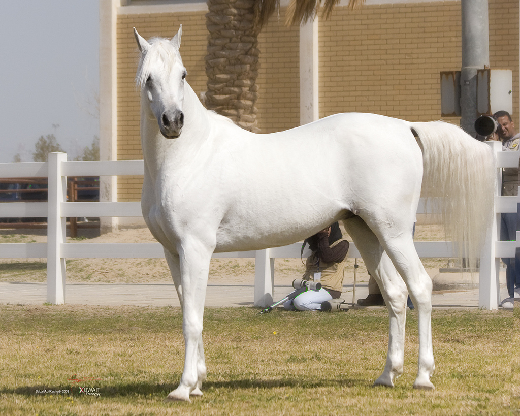 اجمل الخيول العربية الاصيلة - تجمع بين الجودة والثروة 12339 20 1