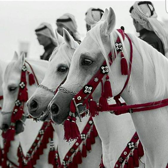 الخيول العربيه الاصيله , صور حصان عربي