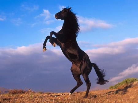 10 4 بالصور افضل تشكيلة للخيول والاحصنة والافراس العربية والاجنبية هاندة بنان