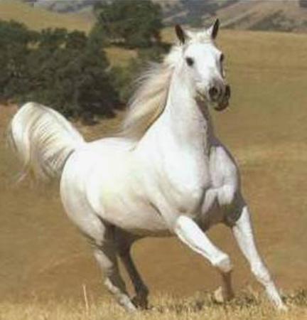 10 7 بالصور افضل تشكيلة للخيول والاحصنة والافراس العربية والاجنبية هاندة بنان