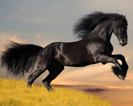 10 8 بالصور افضل تشكيلة للخيول والاحصنة والافراس العربية والاجنبية هاندة بنان