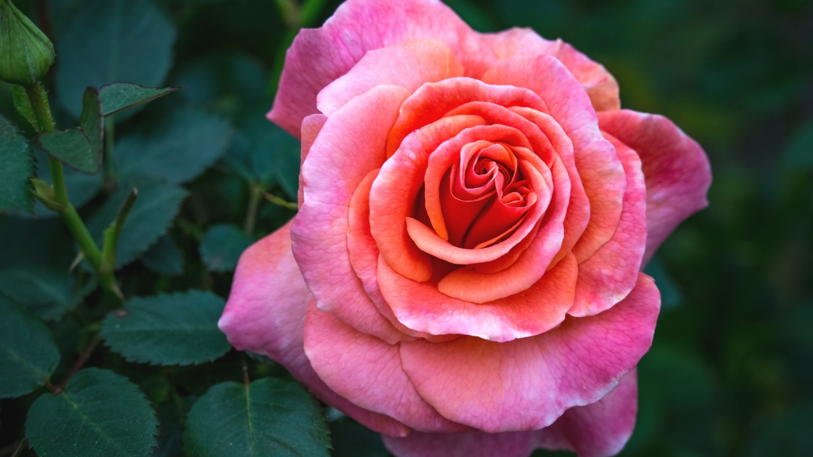 مفيش احلي من الورد البلدي , مجموعة من الورد البلدي صوري