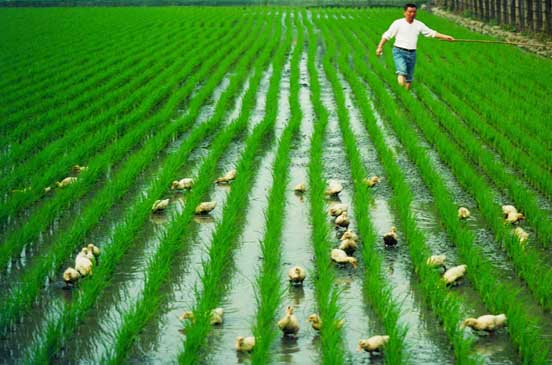 الزراعة في اليابان , صور ابدعات اليابانيين في الزراعة صوري