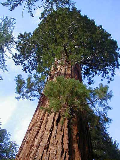 أطول شجرة في العالم 3018
