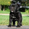 4851 11 صور كلاب سوداء - اللون الاسود وجماله فى الكلاب جميله حسن
