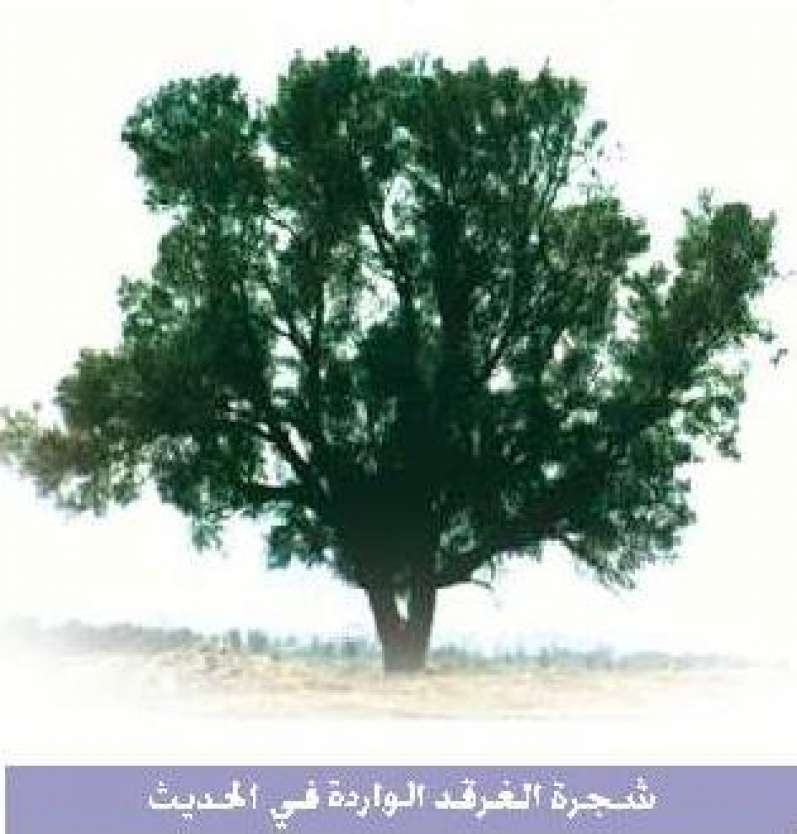 الشجرة التي تحمي اليهود صور شجرة الغرقد التى يختبئ خلفها اليهود صوري