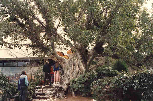 الشجرة التي تحمي اليهود صور شجرة الغرقد التى يختبئ خلفها اليهود صوري