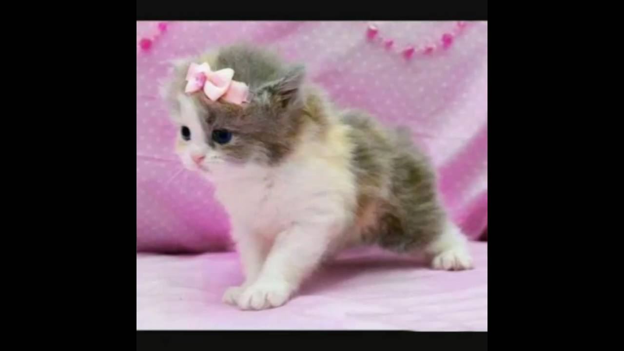 اجمل قطة في العالم صور احلى قطط صغيرة صوري