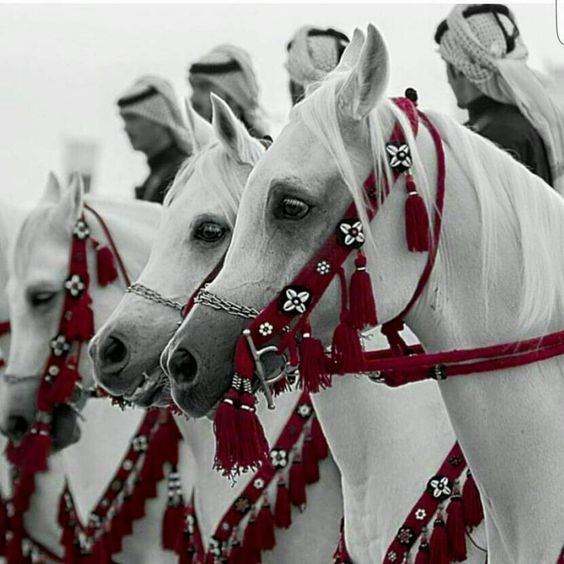 Unnamed File 1896 الخيول العربيه الاصيله - صور حصان عربي تفيده سعد